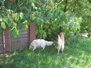 Grosse Wiese neben Haus (2)