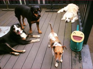 Hunde auf der Terrasse (2)