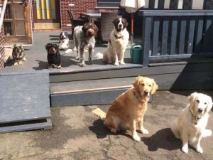 Hunde auf die Terrasse